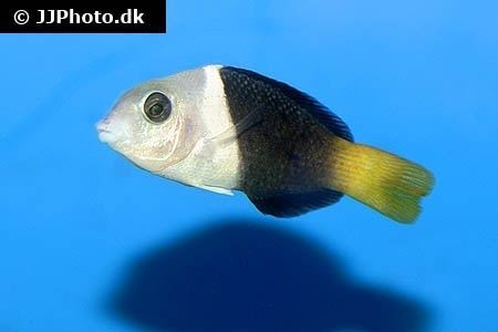 Hemigymnus melapterus Blackeye thicklip Hemigymnus melapterus in aquarium