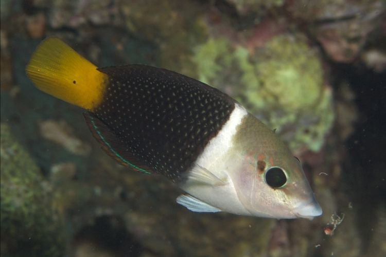 Hemigymnus melapterus frankbossench Hemigymnus melapterus