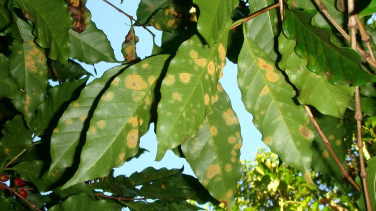 Hemileia vastatrix Some Insights on Coffee Leaf Rust Hemileia vastatrix The