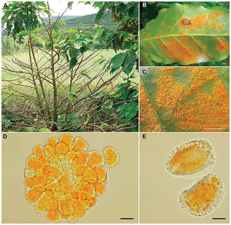 Hemileia vastatrix FileHemileia vastatrixpng Wikimedia Commons