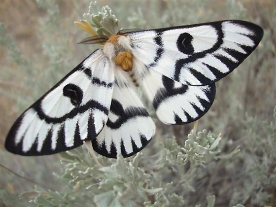 Hemileuca Eastern Washington Columbia Gorge Large Moth Hemileuca hera