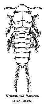 Hemimeridae httpsuploadwikimediaorgwikipediacommonsthu