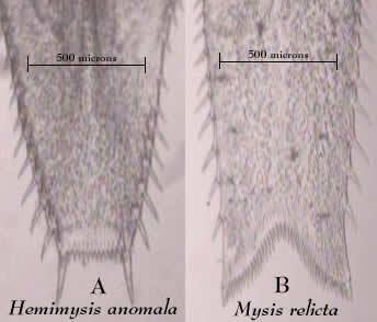 Hemimysis anomala bloody red shrimp Hemimysis anomala FactSheet