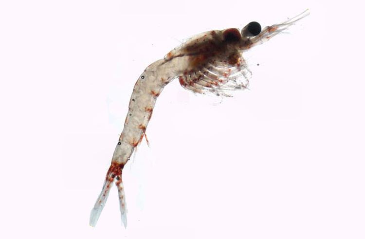 Hemimysis anomala FileHemimysis anomala GLERL 4jpg Wikimedia Commons