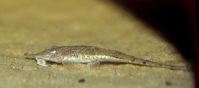 Hemiodontichthys acipenserinus Hemiodontichthys acipenserinus Pinocchio Whiptail Catfish