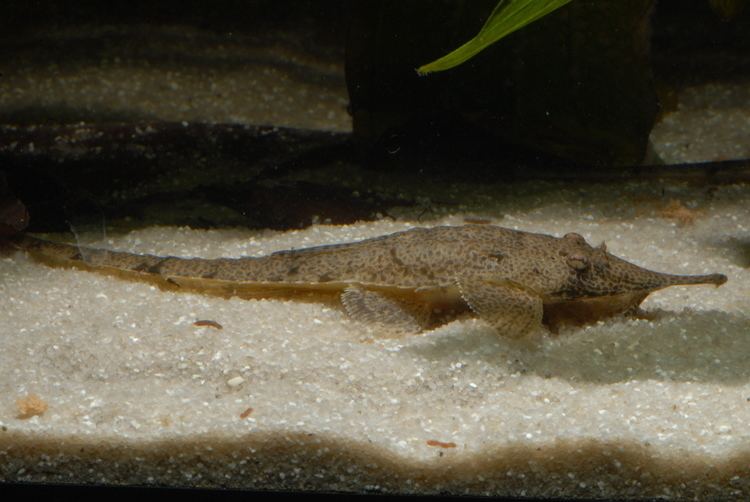 Hemiodontichthys acipenserinus Hemiodontichthys acipenserinus