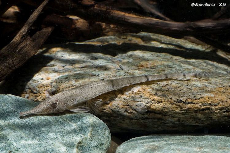 Hemiodontichthys acipenserinus Hemiodontichthys acipenserinus Welsfans