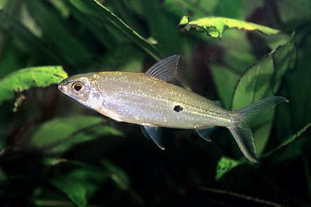 Hemiodus Hemiodus argenteus Seriously Fish