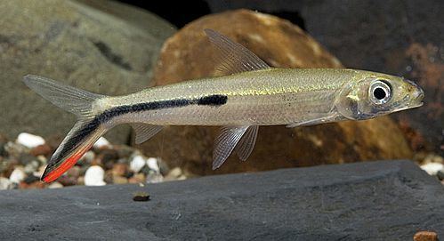 Hemiodus Red Tail Hemiodus Tetra Hemiodus Gracilis Tropical Fish Keeping