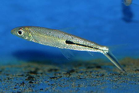 Hemiodus Hemiodus gracilis Slender Hemiodus Seriously Fish