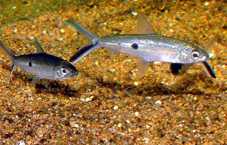 Hemiodus Hemiodus argenteus Fish Tanks and Ponds