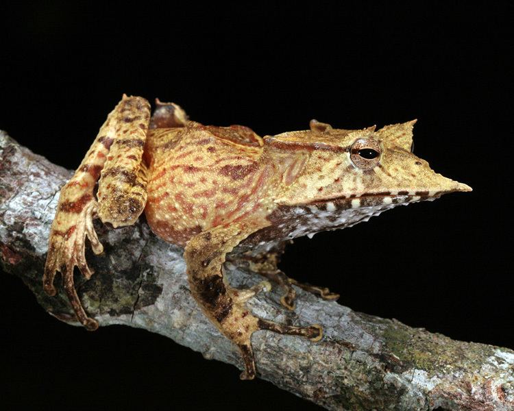 Hemiphractus CalPhotos Hemiphractus fasciatus Banded Horned Treefrog