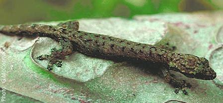 Hemiphyllodactylus Cook Islands Biodiversity Hemiphyllodactylus typus Tree Gecko