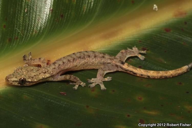 Hemiphyllodactylus Indopacific Tree Gecko Hemiphyllodactylus typus