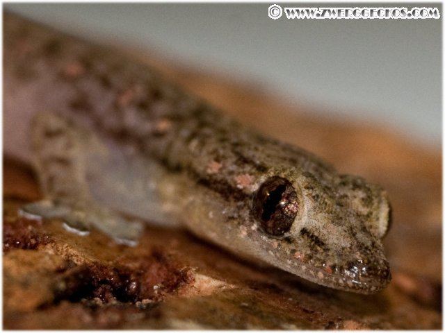 Hemiphyllodactylus typus wwwdwarfgeckoscomotherdwarfhtimageshemiphy