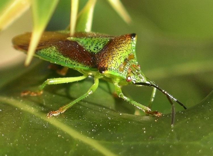 Hemiptera Hemiptera Wikipedia