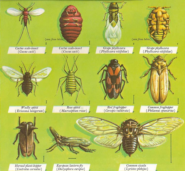 Hemiptera Hemiptera