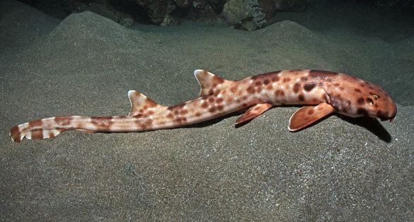 Hemiscyllium halmahera Hemiscyllium halmahera a new species of quotwalkingquot bamboo shark