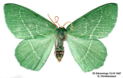 Hemistola chrysoprasaria Hemistola chrysoprasaria Insecta Lepidoptera Geometridae