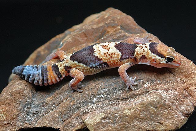 Hemitheconyx African Fat Tailed Gecko Facts and Pictures Reptile Fact