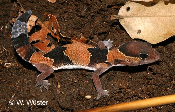 Hemitheconyx CalPhotos Hemitheconyx caudicinctus Fattail Gecko