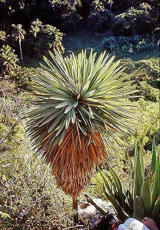 Hemithrinax Hemithrinax ekmaniana Palmpedia Palm Grower39s Guide