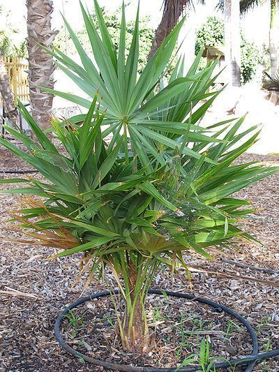 Hemithrinax Hemithrinax compacta Palmpedia Palm Grower39s Guide