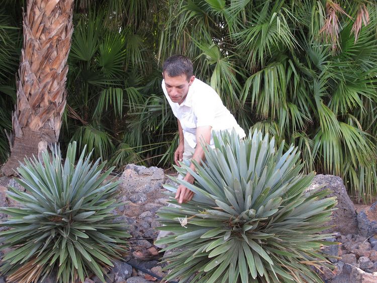 Hemithrinax Hemithrinax ekmaniana 5 Palmetum de Santa Cruz Tenerife Flickr