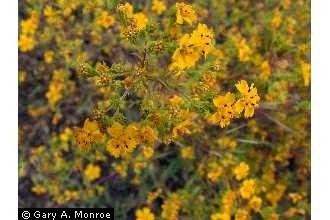 Hemizonia Plants Profile for Hemizonia fasciculata clustered tarweed