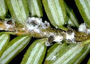 Hemlock woolly adelgid Hemlock Woolly Adelgid Center for Agriculture Food and the