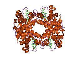 Hemoglobin, alpha 2 httpsuploadwikimediaorgwikipediacommonsthu