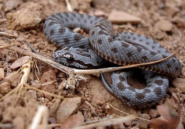 Hemorrhois nummifer Snake Species Asian Racer CoinMarked Snake Little Scorpion