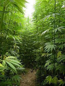 Hemp httpsuploadwikimediaorgwikipediacommonsthu