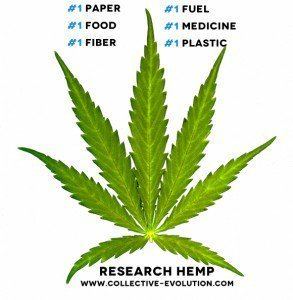 Hemp How Hemp Became Illegal The Marijuana Link Collective Evolution