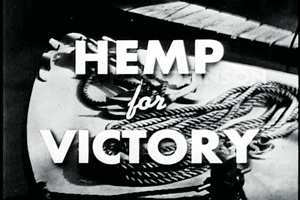 Hemp for Victory The Crash Report Hemp For Victory