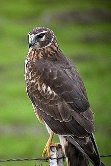 Hen harrier httpsuploadwikimediaorgwikipediacommonsthu