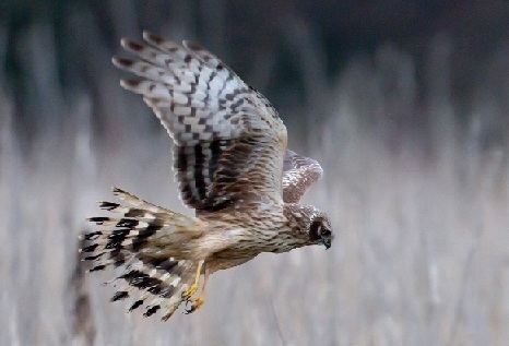 Hen harrier Hen Harrier