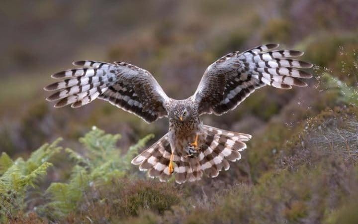 Hen harrier Countryside groups split over hen harrier conservation plan