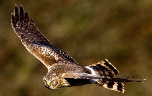 Hen harrier Hen Harrier