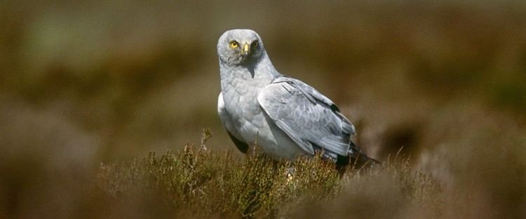 Hen harrier The RSPB Hen harrier