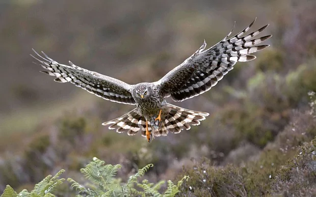 Hen harrier Country diary return of the hen harrier is a threat to other birds