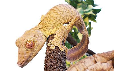 Henkel's leaf-tailed gecko Peregrine Livefoods Henkel39s Leaf Tail Gecko