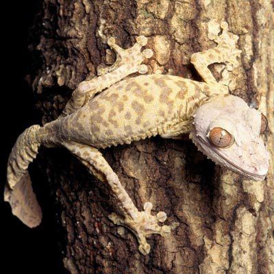 Henkel's leaf-tailed gecko 1000 images about My Favorite gecko39s on Pinterest Madagascar