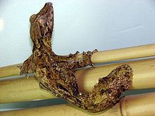Henkel's leaf-tailed gecko httpsuploadwikimediaorgwikipediacommonsthu