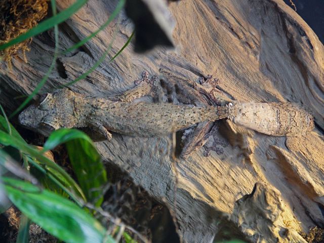 Henkel's leaf-tailed gecko 021115 Henkel39s Leaftailed Gecko from Ron39s Reptile Series