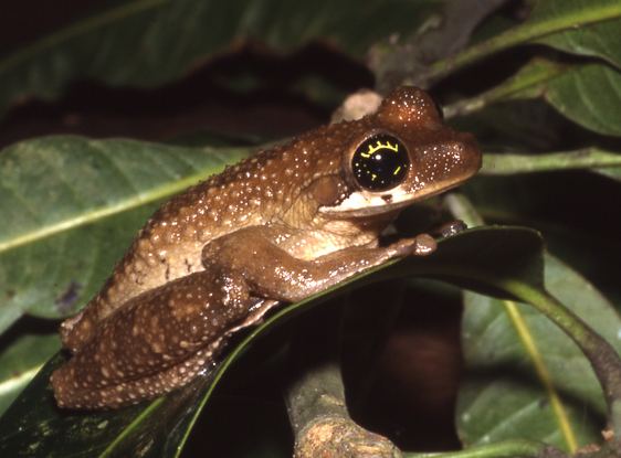Henle's slender-legged tree frog