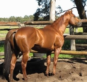 Henny Hughes Rangeview Stud WA What a Coup a new dance for HENNY HUGHES