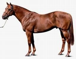 Henny Hughes Henny Hughes Sire of Champion Beholder to Stand in Japan Horse