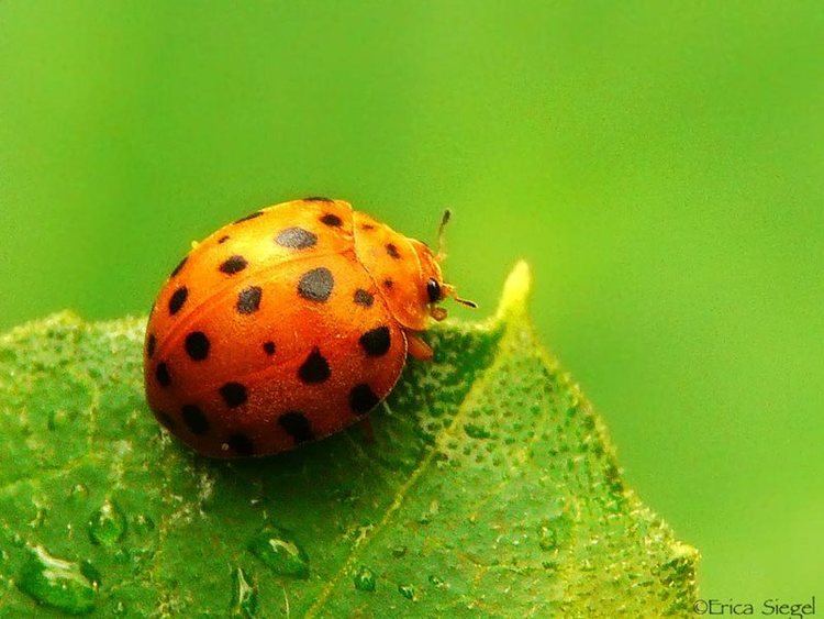 Henosepilachna vigintioctopunctata 28spotted Potato Ladybird Epilachna vigintioctopunctata synonym