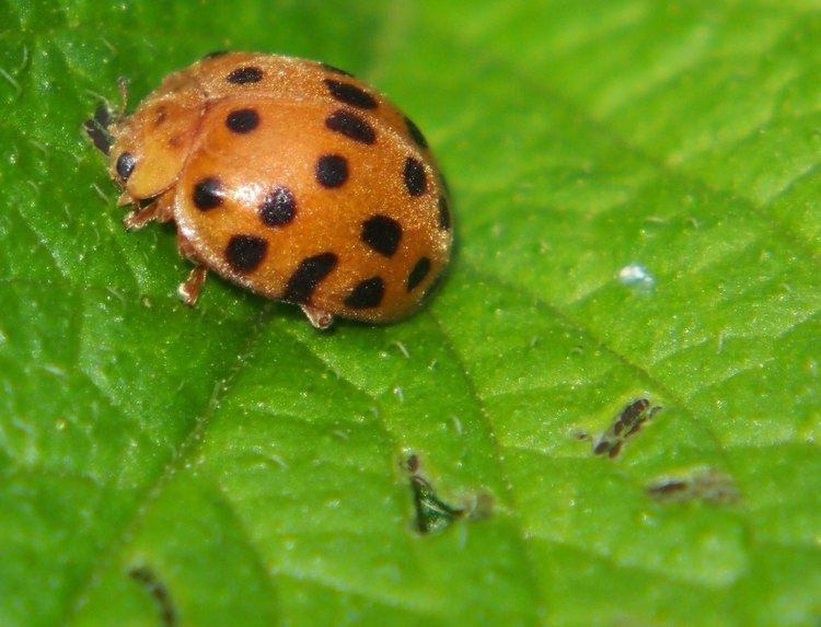 Henosepilachna vigintioctopunctata FileEpilachna vigintioctopunctata 02jpg Wikimedia Commons